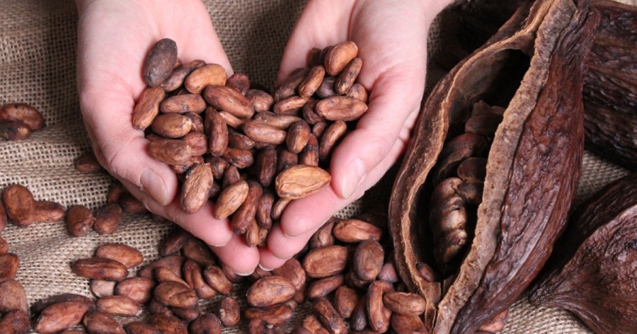 Цената на какаовите зърна на световните борси достигна нов исторически рекорд