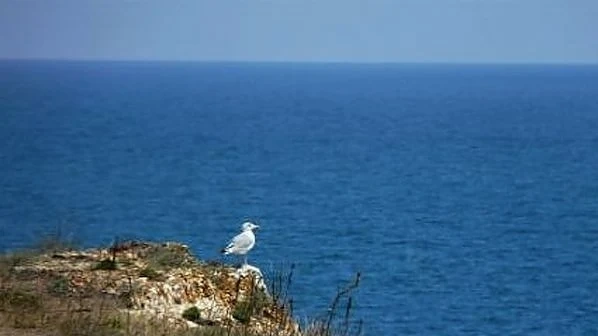 Отровната риба балон влязла в Черно море случайно
