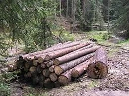 Спипаха бракониери на дърва