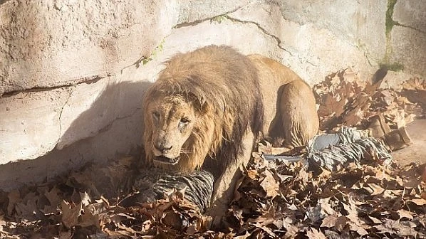 Мъж оцеля половин час в лапите на три лъва
