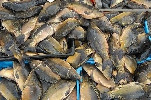 126 кг. риба спряна от продажба по Никулден