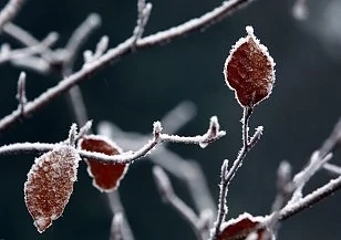 Максималните температури днес ще са между 6° и 11°