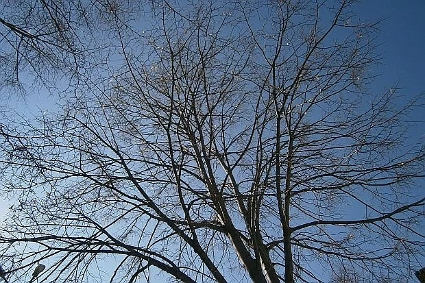 Над страната ще е тихо с максимални температури между 8° и 13°, в София около 10°