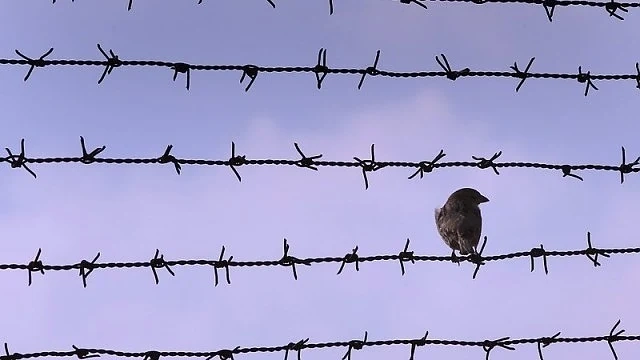 Кмет на унгарско село предлага да построи ограда
