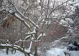 Днес ще превалява сняг. Максималните температури ще са от -3° до 2°