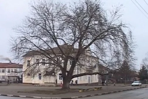 Чинарът в село Арчар е номиниран за “Европейско дърво на 2015 г.”