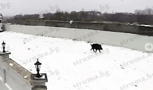 Ловци цял ден дебнат глиган в Банско