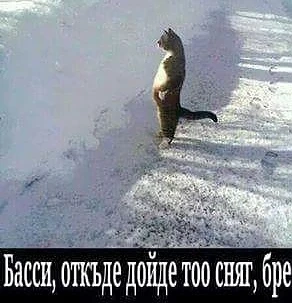 Снегът пощури котките