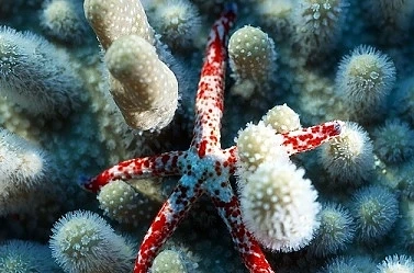Откриха 1500 нови морски обитатели (СНИМКИ)