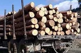 Търговци на дървесина блокират гранични пунктове заради забраната за износ
