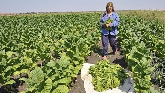 Държавната помощ за тютюнопроизводителите е до 2020 г.