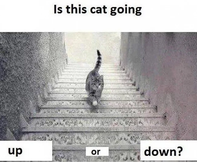 Накъде върви котката?