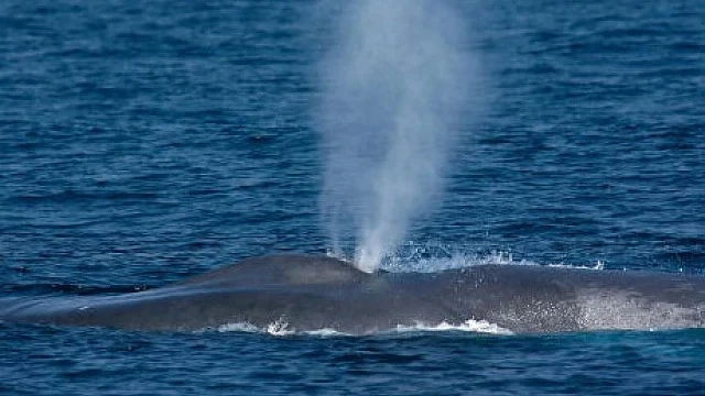  Сив кит преплува 22 500 км от Русия до Мексико