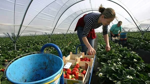 Еднодневни трудови договори за сезонните работници