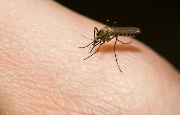 Направете си магически репелент срещу комари