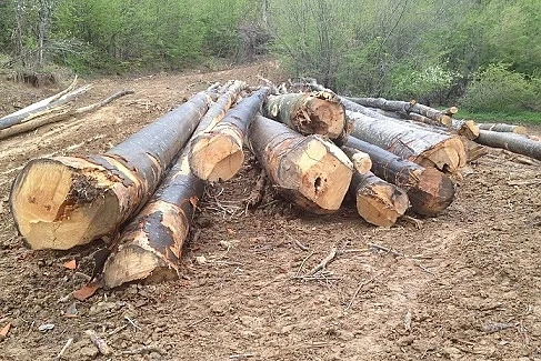 Заплакала е гората