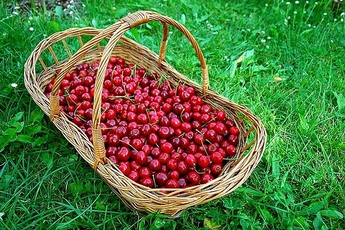 Шок! Продават череши по 50 лв. килото