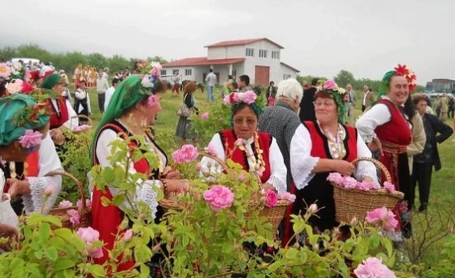 Няма кандидати за бране на рози