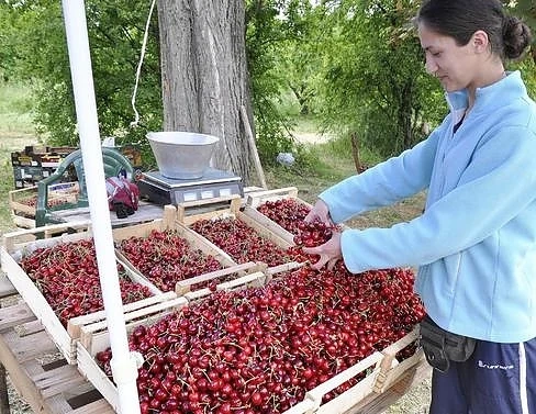 Румънци масово купуват български череши