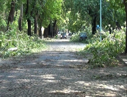 Бурята снощи повали няколко дървета в Пловдив