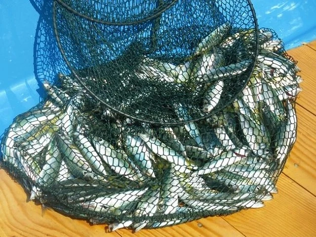Сафридът поскъпва три пъти от морето до кръчмата