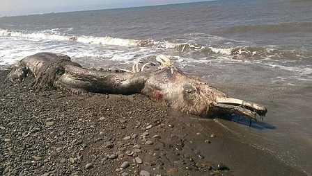 Морето изхвърли странно същество на брега на остров Сахалин (СНИМКИ)