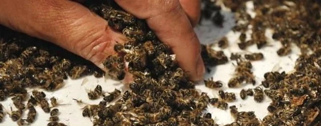 Пчелари протестират заради загуби на пчелни семейства