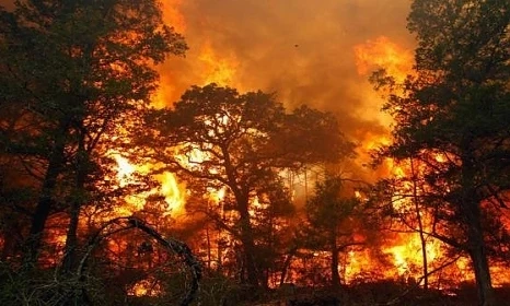 Голям пожар изпепели Сакар