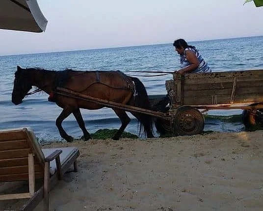 Като няма туристи, каруци се появиха по плажовете ни