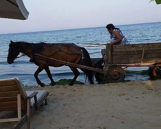 Кой ми повърна в шезлонга?