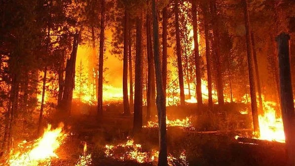 Локализиран е пожарът до Вълча поляна