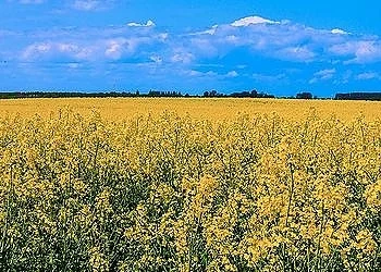 Жегите унищожиха реколтата в Германия