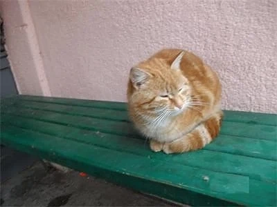 Пловдивски блок осинови котката на болна жена
