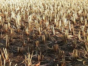 Невиждана суша мъчи Румъния 