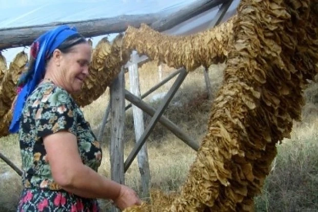 Тютюнопроизводителите очакват по-слаба реколта