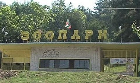 Избягалият вълк от зоопарка в Благоевград не могат да го открият