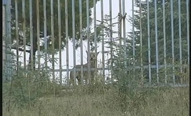 Продължават опитите за залавяне на вълчицата в благоевградския зоопарк