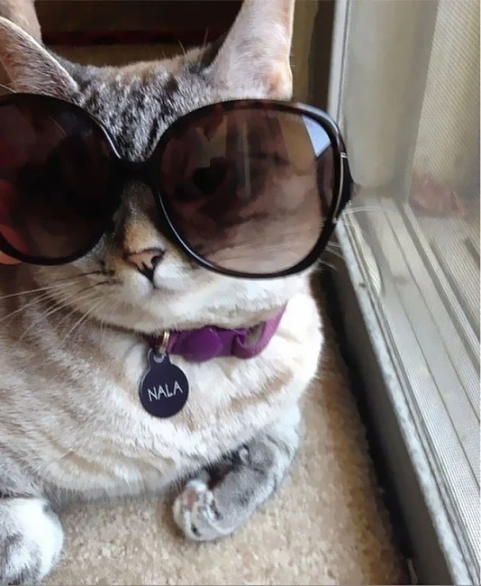 Най-известната котка в Instagram
