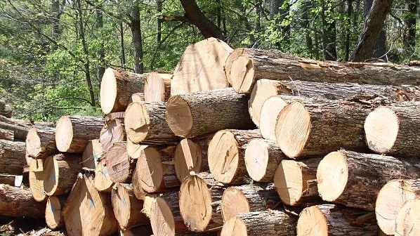 Заведоха две бързи производства за кражба на дърва