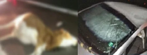 Мъжът, ударил крава на магистрала „Струма”, ще съди пътната агенция