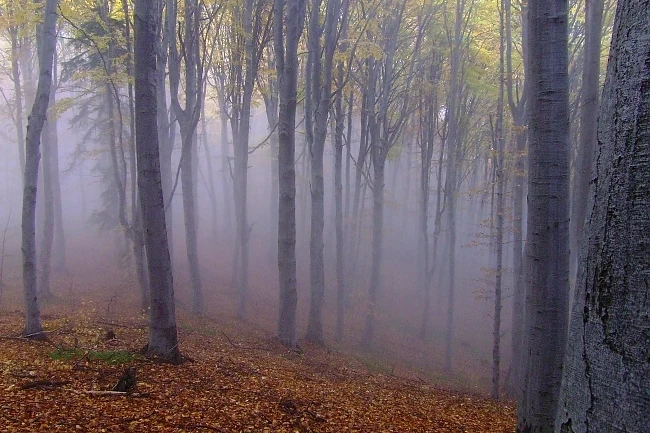 Зелената Коза ностра