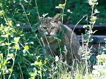 Котки-хибриди се появиха на Витоша 