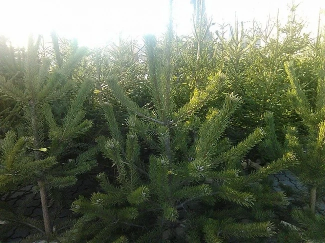 Продават естествени елхи в подкрепа на деца болни от аутизъм