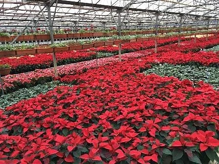 Фандъкова възроди производството на коледни звезди в София