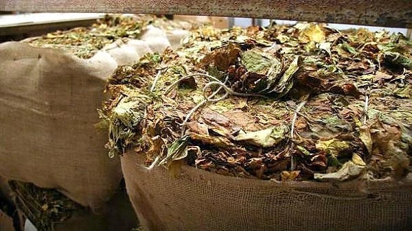 Изкупуването на тютюн в Североизточна България се възобновява