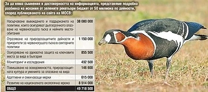 Зелените отново прекаляват, искат 50 млн. лева да пазят червеногушата гъска	
