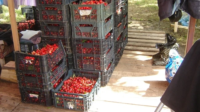 Над 100 земеделци от Кюстендилско със собствено сдружение