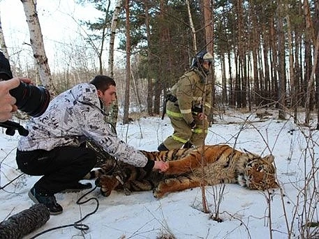 Тигър избягал от клетката и се разхождал по улиците 