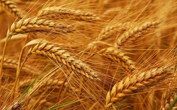 Ечемикът пази от диабет и сваля кръвната захар