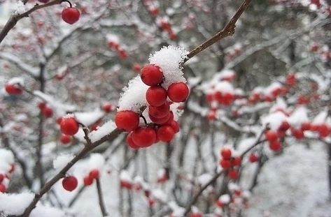 Снегът се завръща през март. Температурите ще са между -7° и 20° 